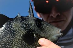 Trapfish or Biting Fish