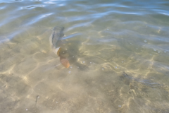 Carp Sleep Disease