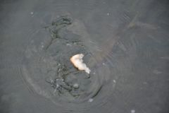 Fishing for live bait with bread