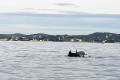 Encounter with Dolphins
