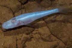 Demon Fish