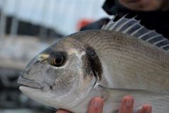 Fishing for gilthead sea bream using a bottom set