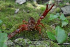 Crayfish Fishing in the Summer