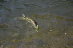 Fishing Along the Shores