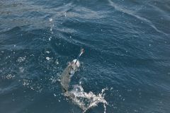 Trolling for Mackerel
