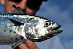 Trolling for Little Tuna