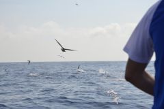 Tuna Fishing on Chases