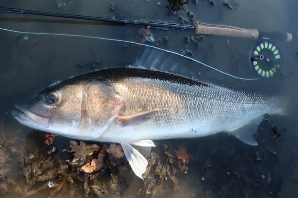 Getting out very big fly bass is not a matter of luck!