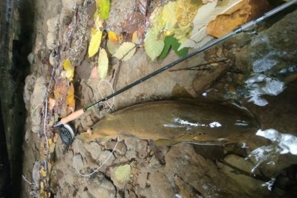 A big trout!