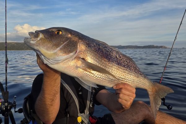 Fireball denti fishing