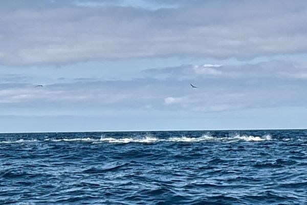 Finding the tuna hunts is a step that requires mastery of certain parameters.