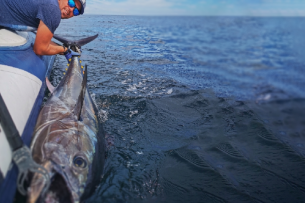 Bluefin Tuna Fishing