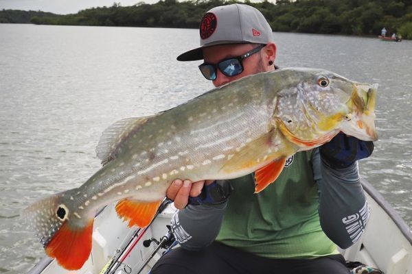 The probait is the lure of choice for fishing peacock bass.