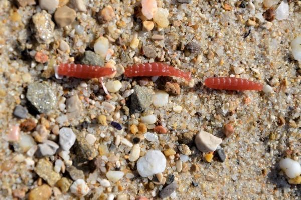 Fishing with artificial bait