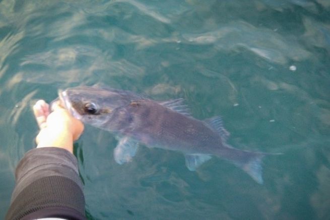 Sea bass caught with cephalopods