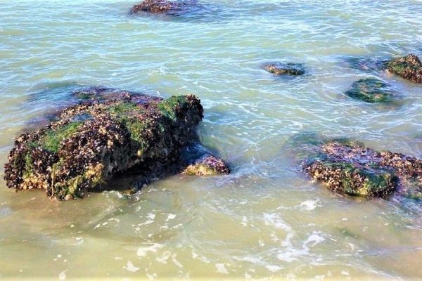 The mussel hides on the rocks, under water