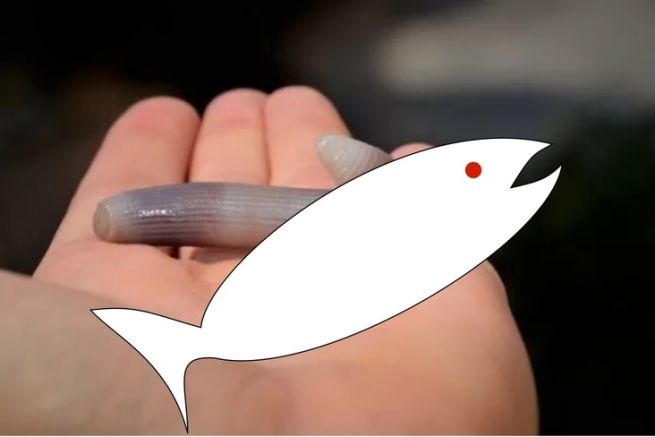 Live bait fishing banned on April 1st... Fake or reality?