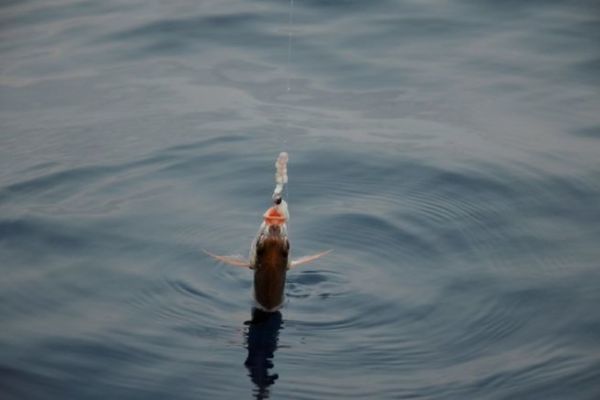 Bait fishing for red bream