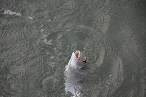 Baits for sea bream fishing