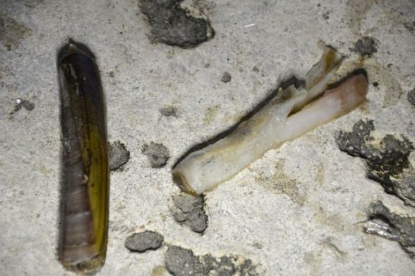 The knife, an effective bait