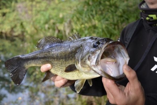Fishing for Black Bass in the Summer