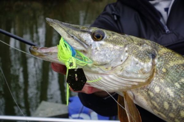 Winter pike with Crazy Crusher Illex in Blue Back Chartreuse.