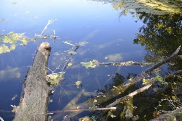 Fishing for Deadwood