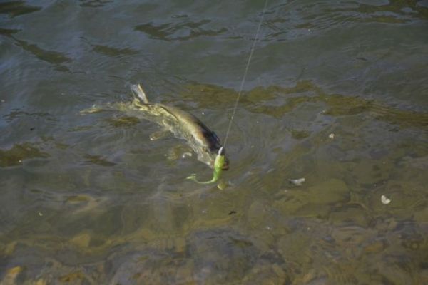 Fishing Along the Shores