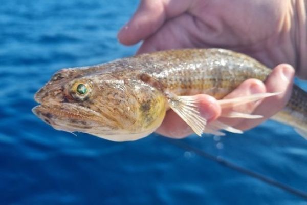 Lizardfish fishing