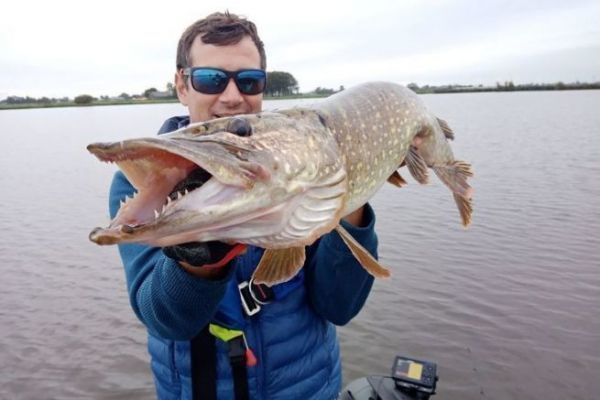 Dutch pike