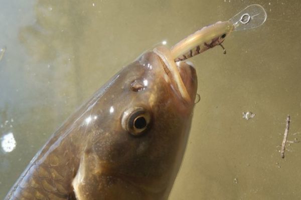 Rapala X-light shad