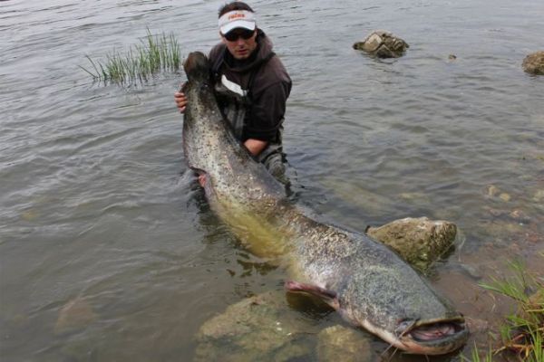 Loire catfish are very good fighters and should not be underestimated.