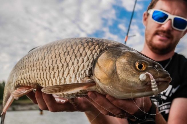 Large chub are formidable fighters!