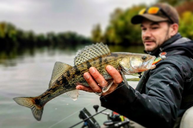 River pikeperch caught with a soft lure