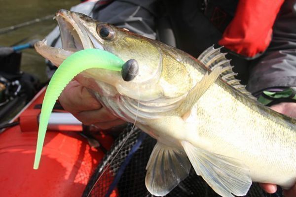 Pike perch caught with a Madness Madfin 6 soft lure in vertical