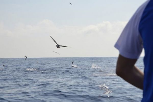 Bluefin tuna fishing with hunting lures