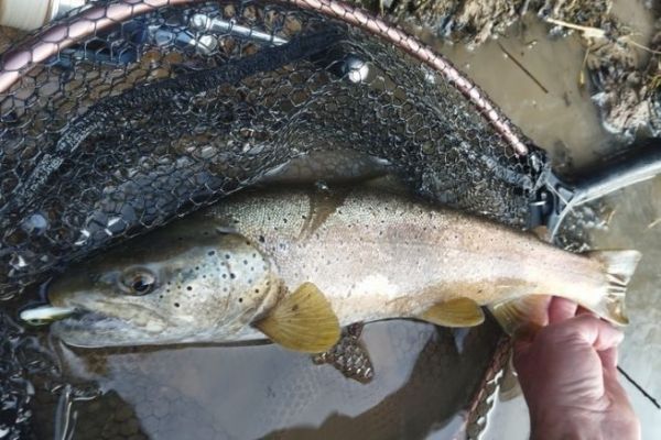 Trout with Powertail evo