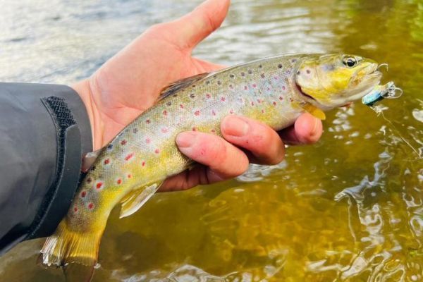 Here's one of the many trout caught during this evening outing!
