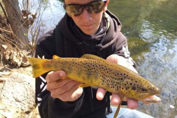 Should I go upstream or downstream to fish for trout?