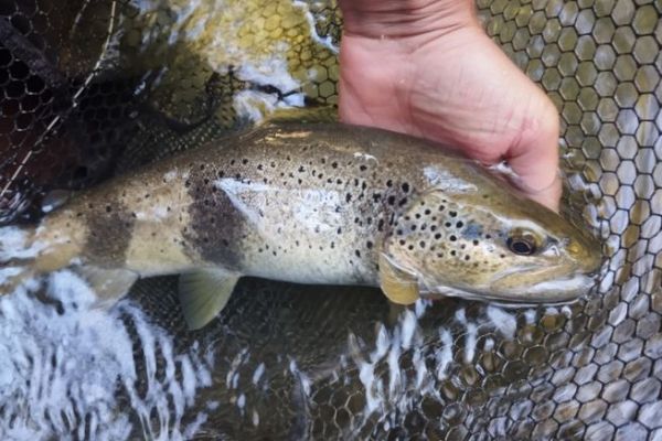 A successful trout closure