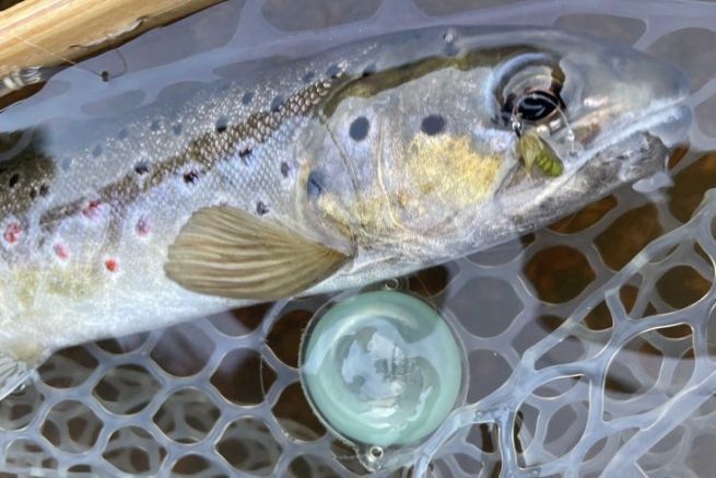 An olive colored emergent in a center fly for this beautiful brook trout.