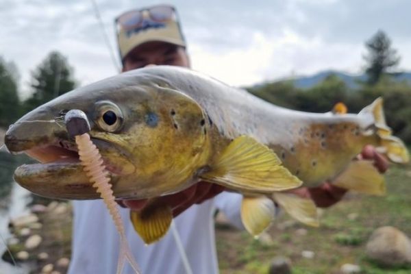 Trout record