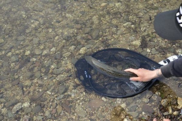 Different techniques for trout fishing