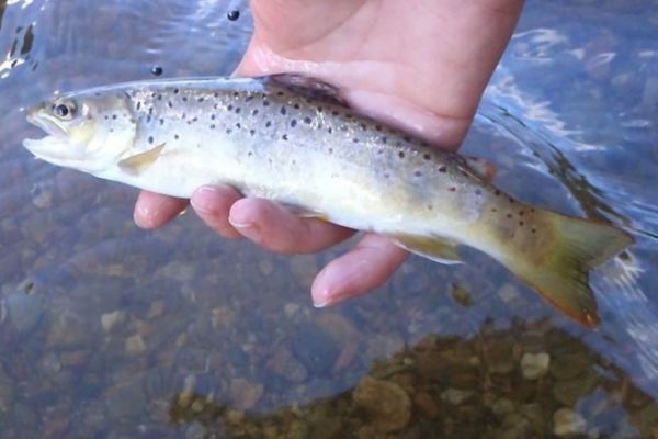 Trout caught with a worm