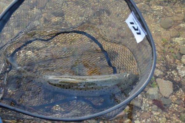 Fishing for your first trout