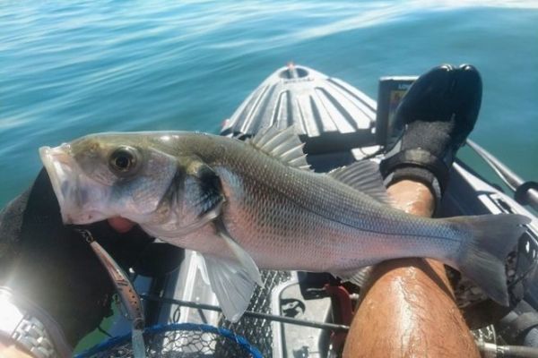 Sea bass fishing from a kayak