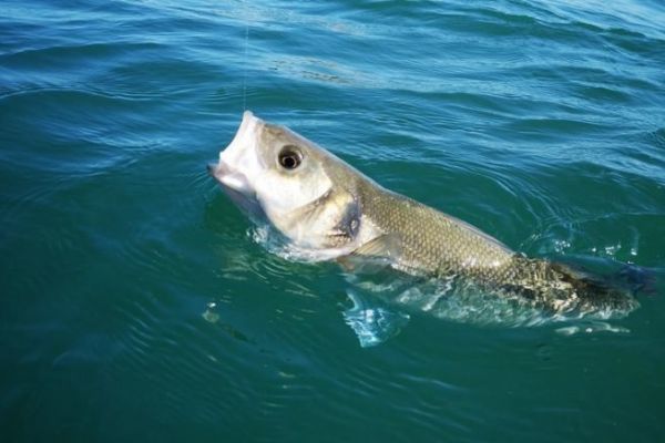 Sea bass jigging