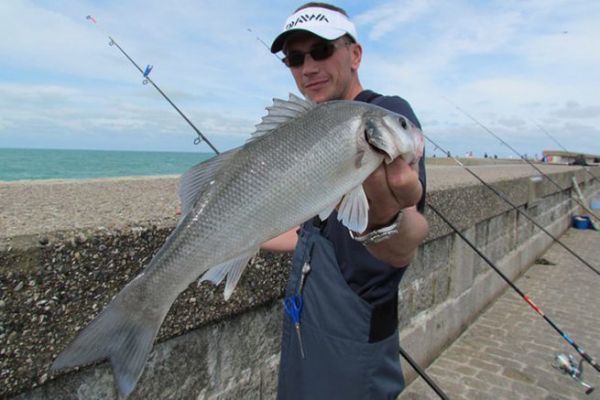 A sea bass caught from a breakwater