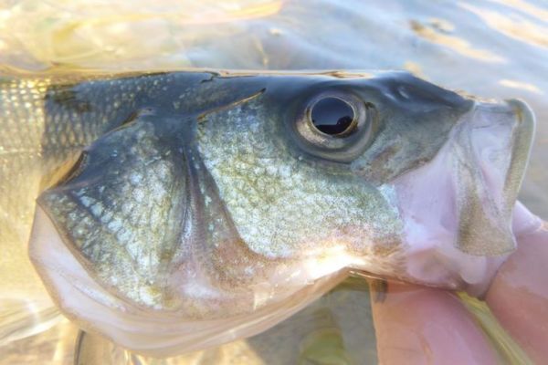 Fishing for Sea Bass with Bait