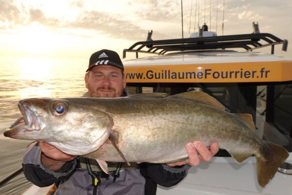 Yellow lees are part of the catch to be declared